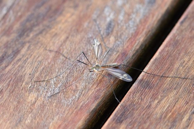 La moustiquaire est la solution anti-moustique