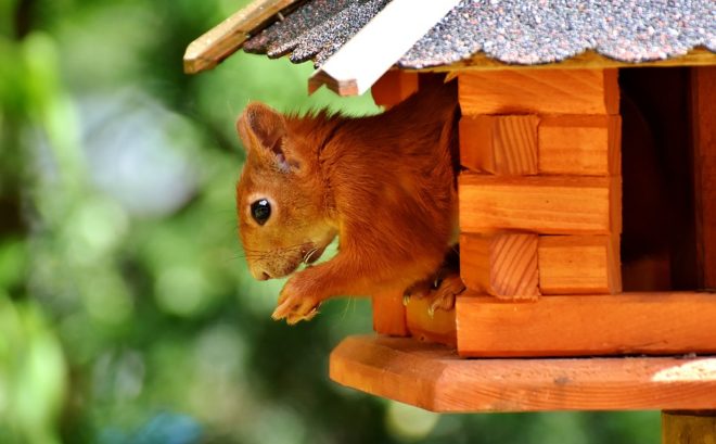 Animalerie dans le jardin