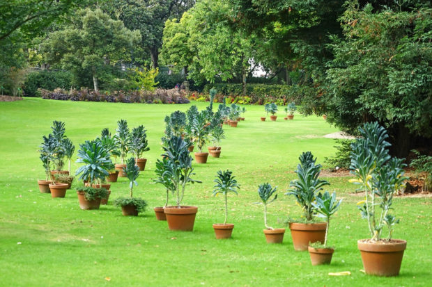 Avoir un beau jardin