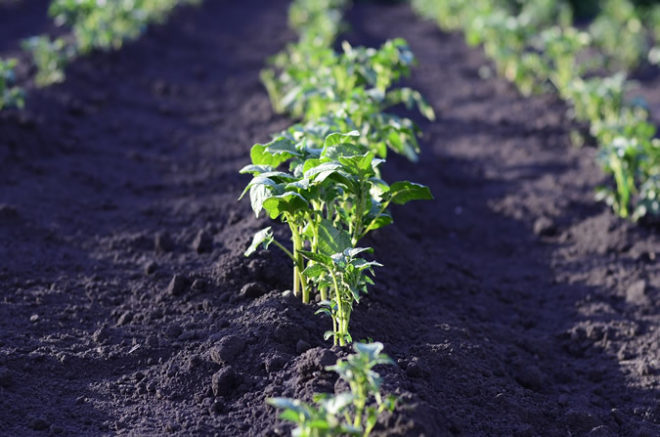 emplacement des légumes