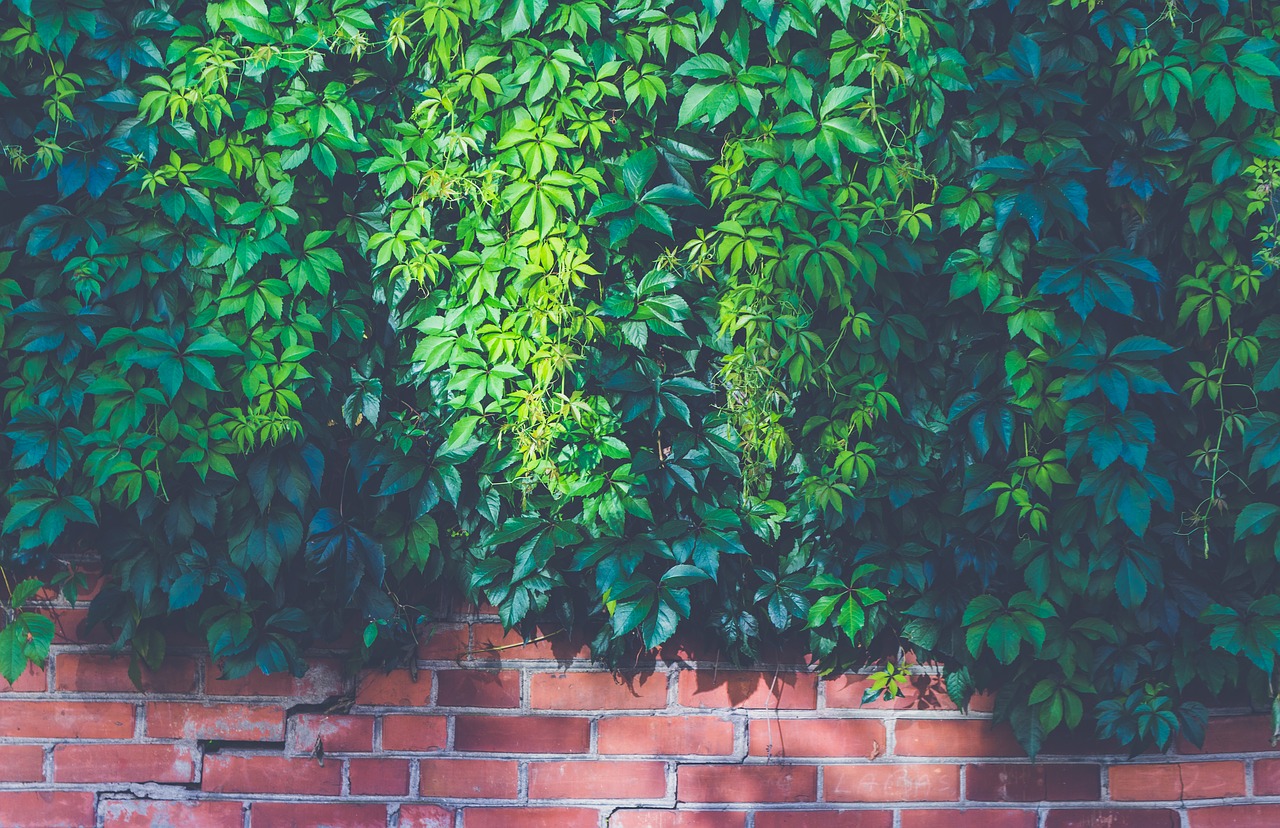 mur végétal sur un balcon