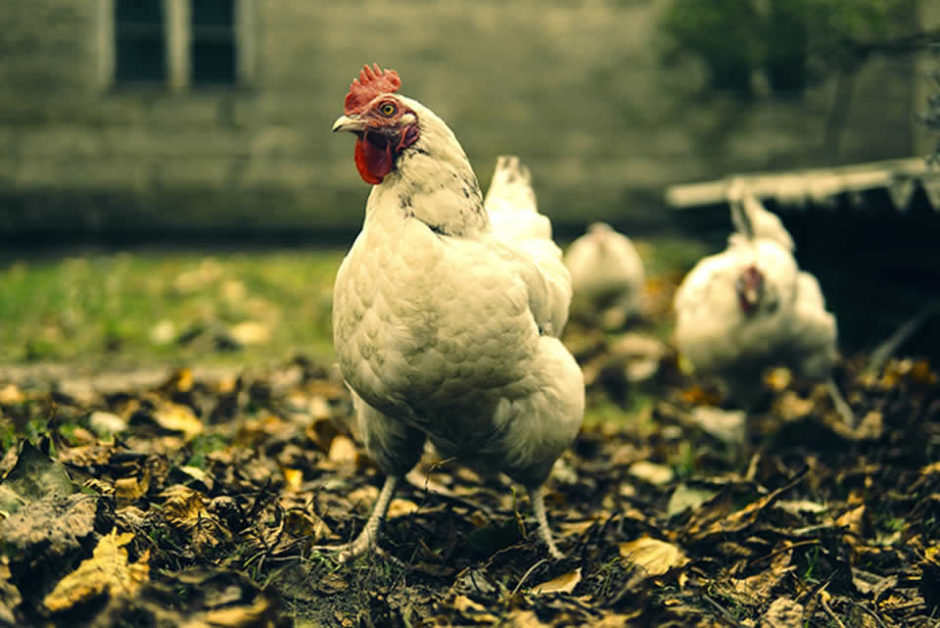 avantages d'un poulailler dans son jardin