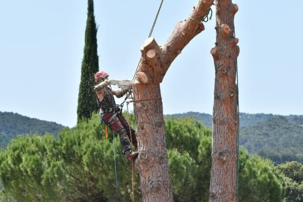 élaguer les arbres