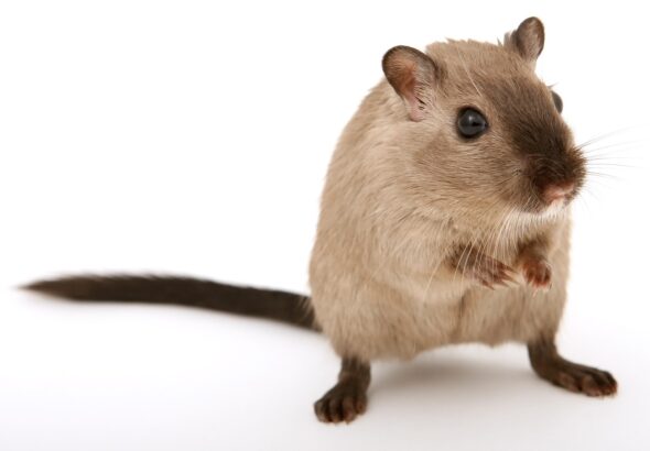 Lutter contre l'invasion de souris et rats