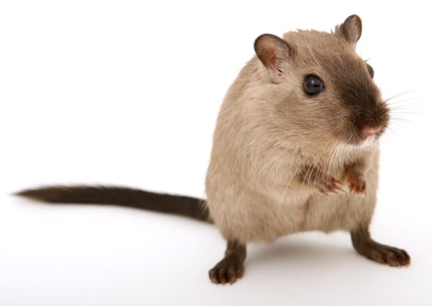Lutter contre l'invasion de souris et rats