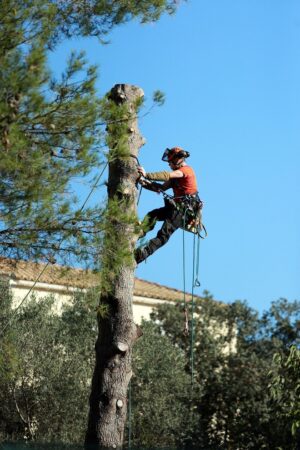 L'élagage : un atout pour la sécurité et la santé des arbres