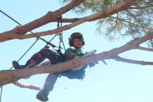 élagage et l’abattage d’arbre